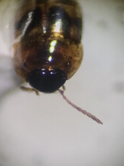 Tachyporinae