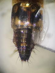 Tachyporinae