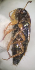 Tachyporinae