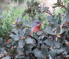 Curruca iberiae