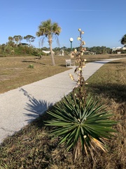 Yucca gloriosa