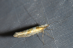 Argyresthia chalcochrysa