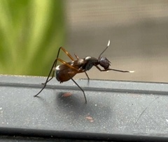 Taeniaptera trivittata