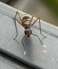 Taeniaptera trivittata