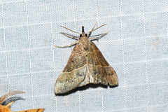 Hypena eductalis