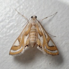 Eoophyla