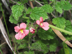 Jamesbrittenia breviflora