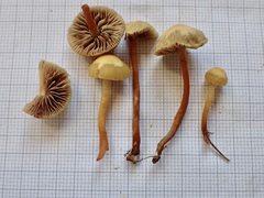 Hypholoma ericaeoides