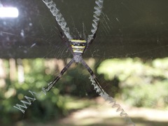 Argiope aetherea
