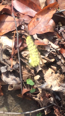 Acronicta americana