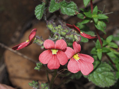 Jamesbrittenia breviflora
