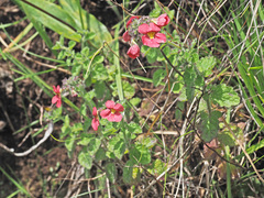 Jamesbrittenia breviflora