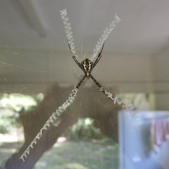 Argiope aetherea