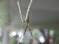 Argiope aetherea