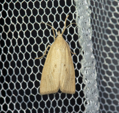 Calamotropha paludella