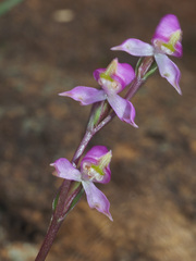 Disperis tysonii