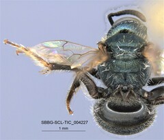 Lasioglossum incompletum