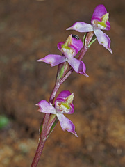 Disperis tysonii