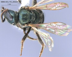 Lasioglossum incompletum