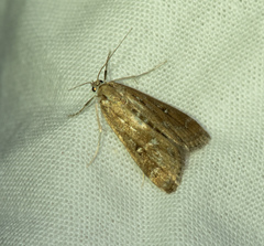 Parapoynx stratiotata