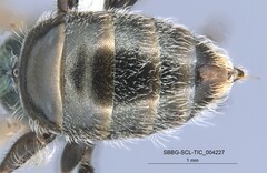 Lasioglossum incompletum