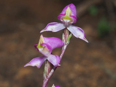 Disperis tysonii