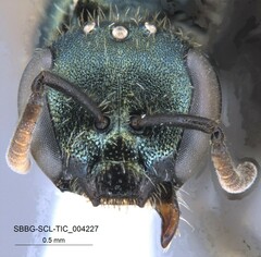 Lasioglossum incompletum