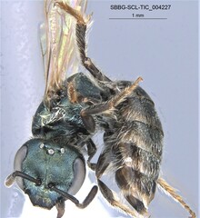 Lasioglossum incompletum