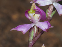 Disperis tysonii