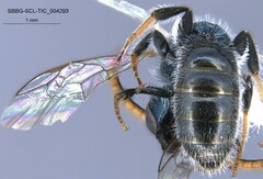 Lasioglossum incompletum