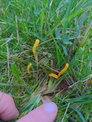 Clavulinopsis helvola