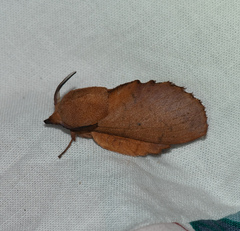 Gastropacha quercifolia