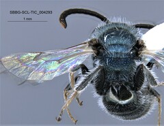 Lasioglossum incompletum