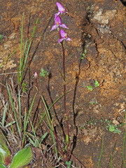 Disperis tysonii