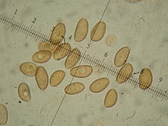 Hypholoma ericaeoides