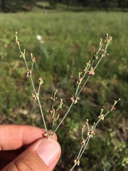 Eriogonum polycladon