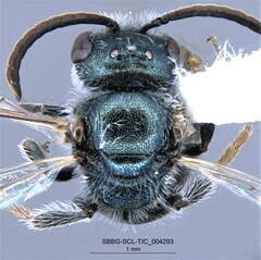 Lasioglossum incompletum