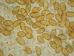 Hypholoma ericaeoides