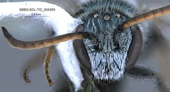 Lasioglossum incompletum