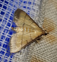 Cnaphalocrocis