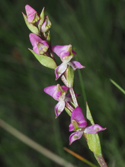 Disperis tysonii
