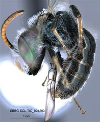 Lasioglossum incompletum