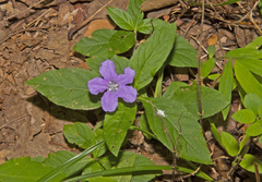 Ruellia caroliniensis