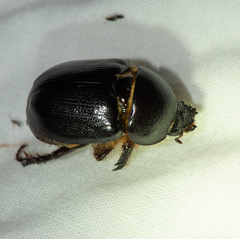 Pentodon algerinus