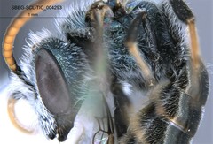 Lasioglossum incompletum