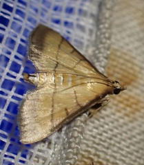 Cnaphalocrocis