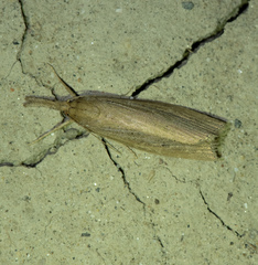 Chilo phragmitella