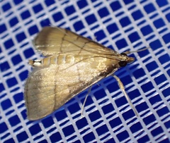 Cnaphalocrocis