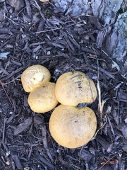 Gymnopilus subspectabilis