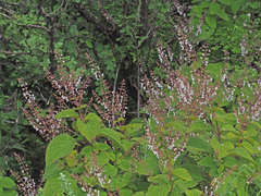 Plectranthus fruticosus